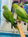 Ringneck Parrot